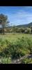 Vente Terrain Beausset  800 m2