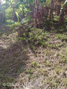 Annonce Vente Terrain Francois 972