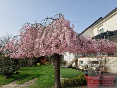 Annonce Vente 9 pi�ces Maison Saran 45
