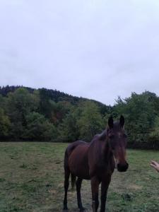 Acheter Terrain Ternuay-melay-et-saint-hilaire