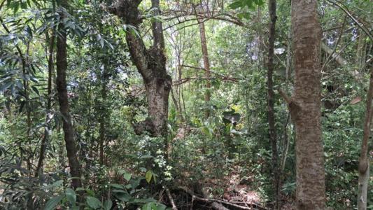 For sale Trois-rivieres 1134 m2 Guadeloupe (97114) photo 3