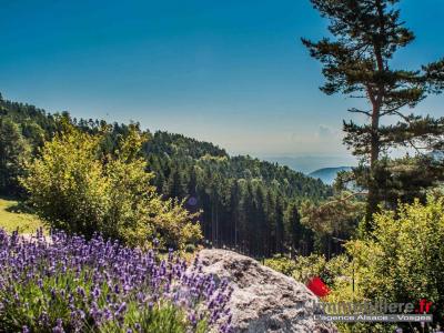 For sale Aubure 6 rooms 129 m2 Haut rhin (68150) photo 0