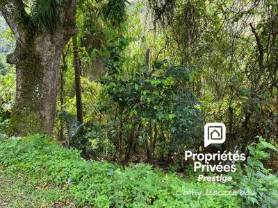 For sale Pointe-noire 4000 m2 Guadeloupe (97116) photo 0