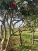 For sale Apartment Arcangues  60 m2 4 pieces