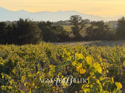 For sale Brouilla 5643 m2 Pyrenees orientales (66620) photo 0