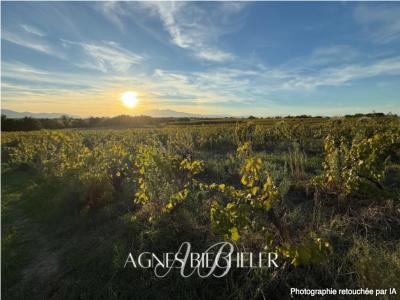 For sale Brouilla 5643 m2 Pyrenees orientales (66620) photo 1